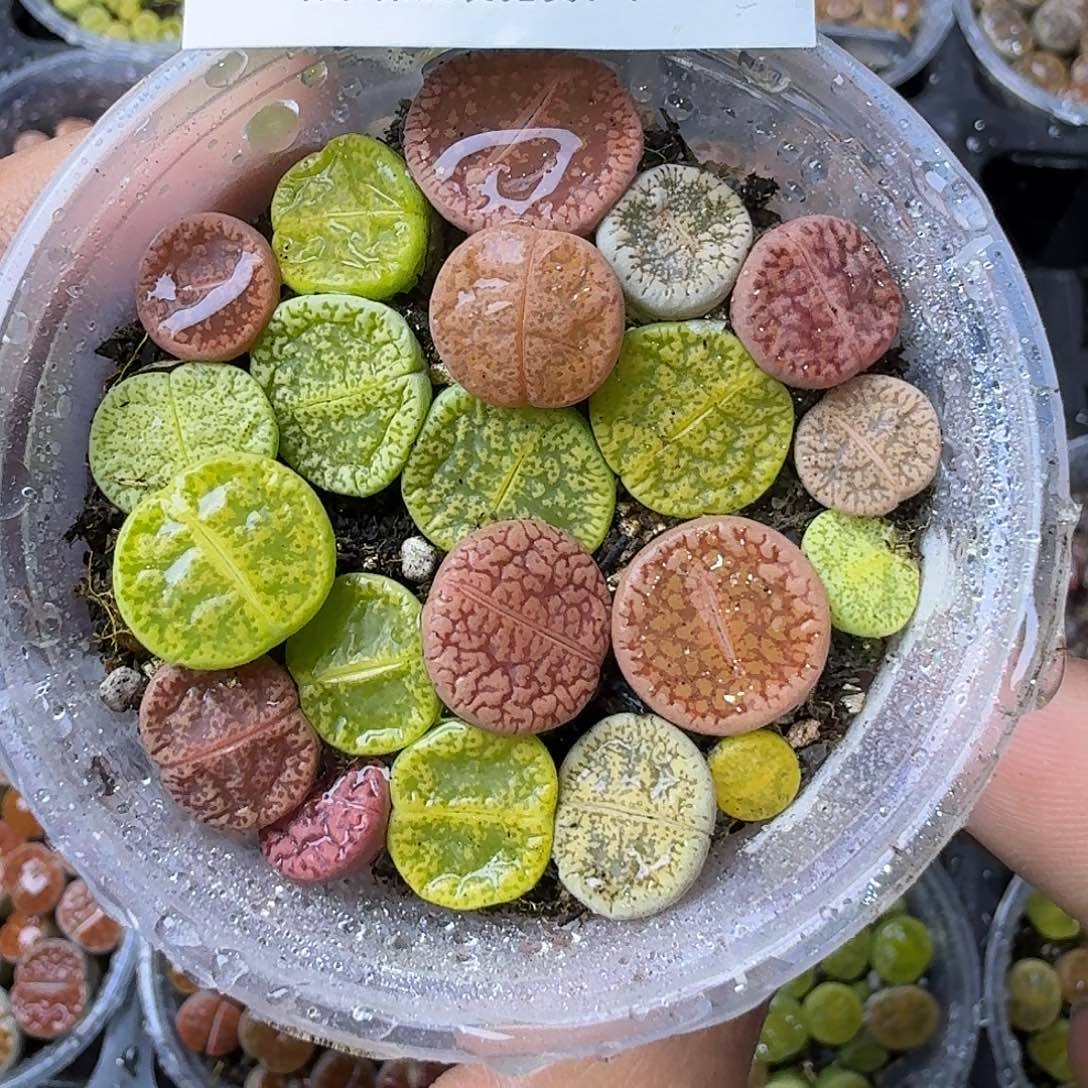 2228彩混两年哈哈