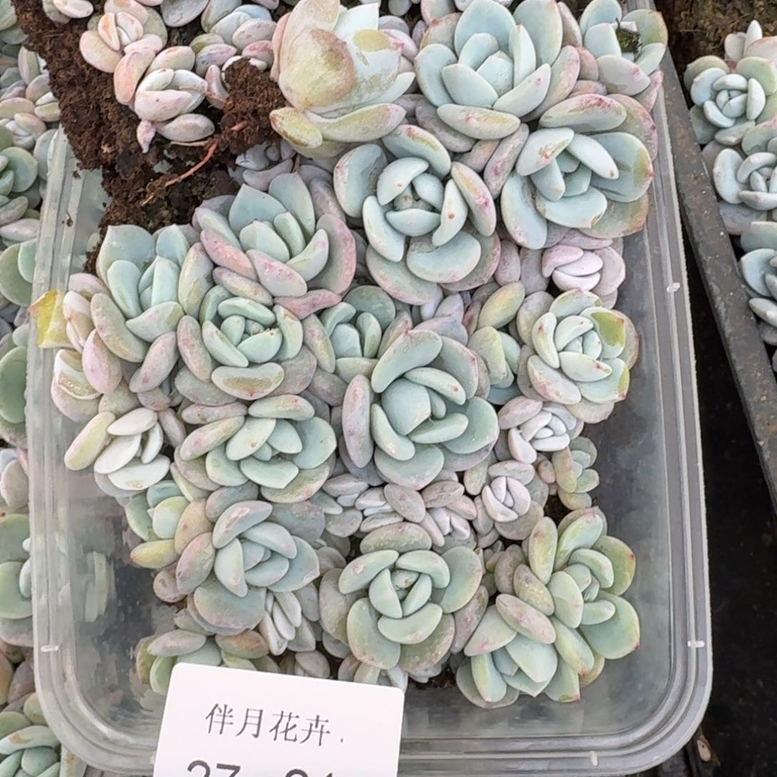 奶盖切糕量拍27-21