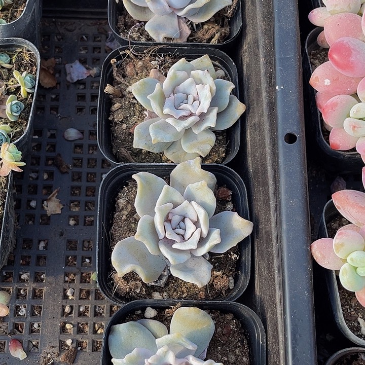 白饺子带盆土发货