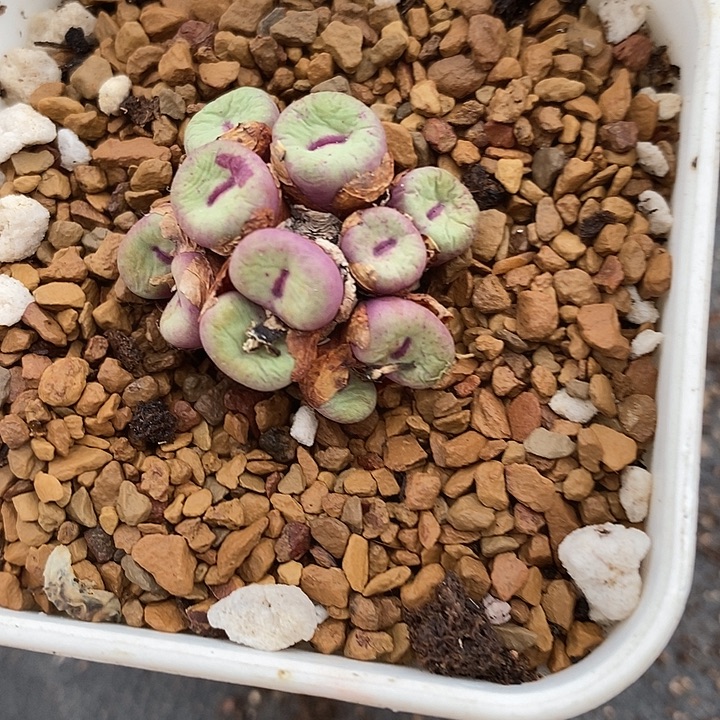 1740小红嘴一群。      