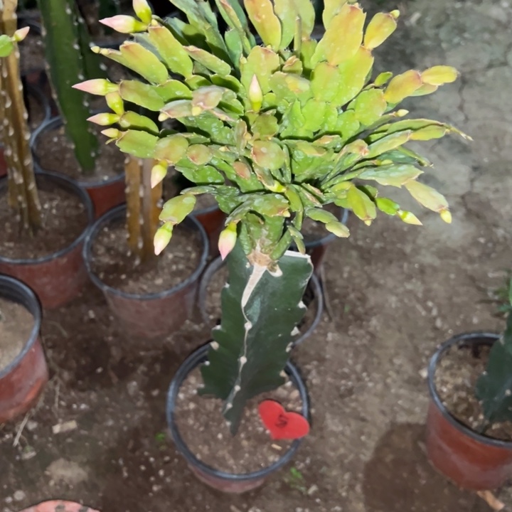 3***）当前无花栽培后可以开花027  5