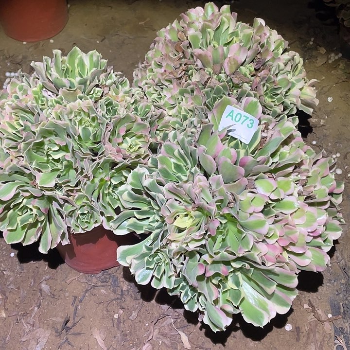 无*多肉植物断枝不包73白凤3颗