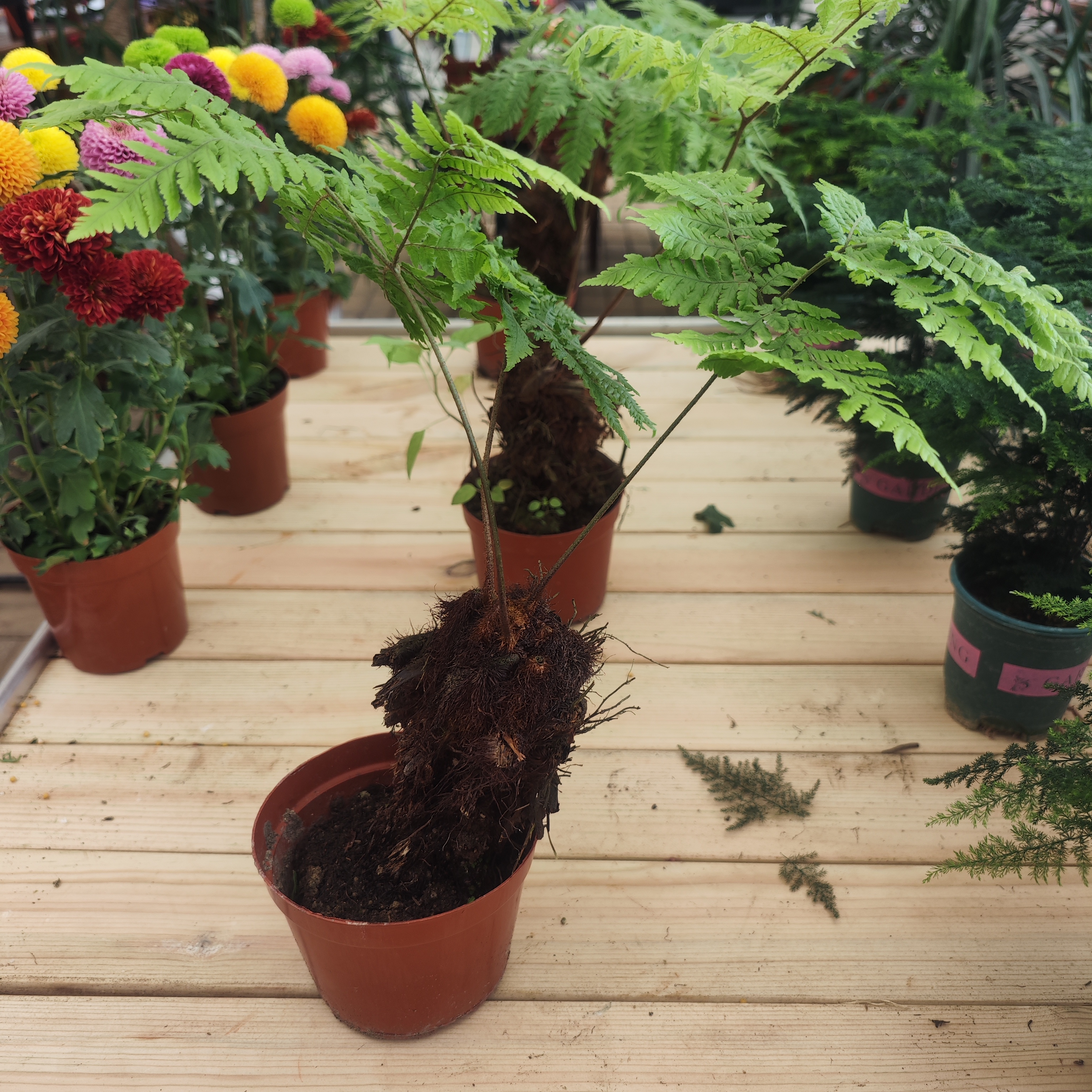 凤尾蕨红林蕨好养新人友好盆栽绿植室内观赏植物易养活