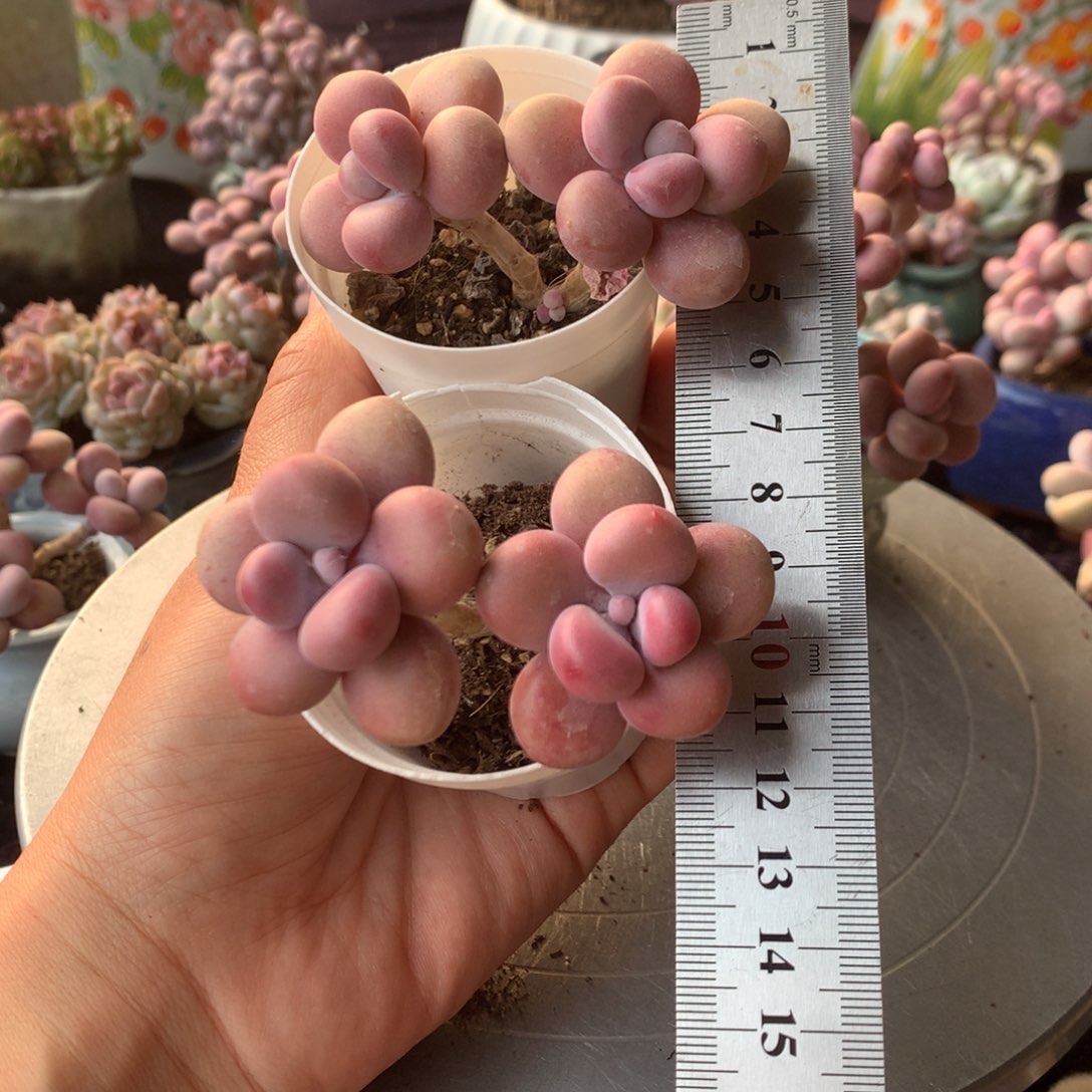 2颗偏远地区不包邮的