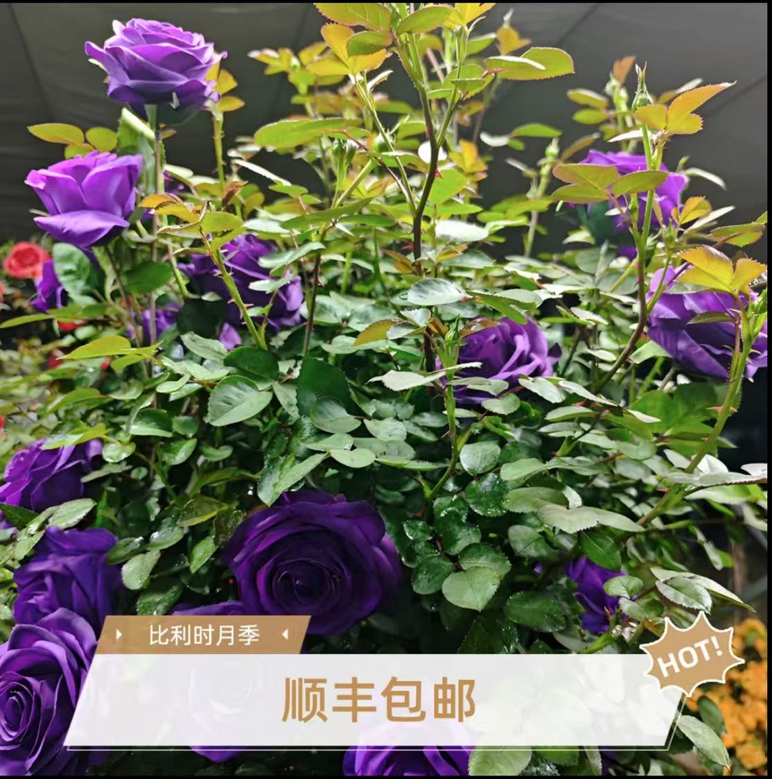 比利时50-80公分藤本月季庭院阳台盆栽多季开花浓香玫瑰