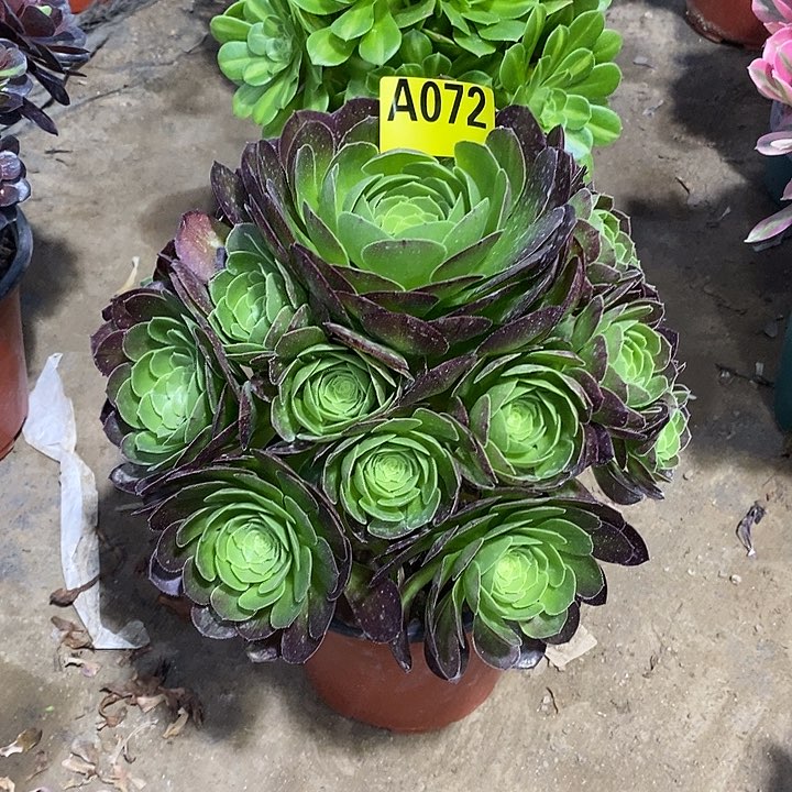 万圣夜多肉法师072