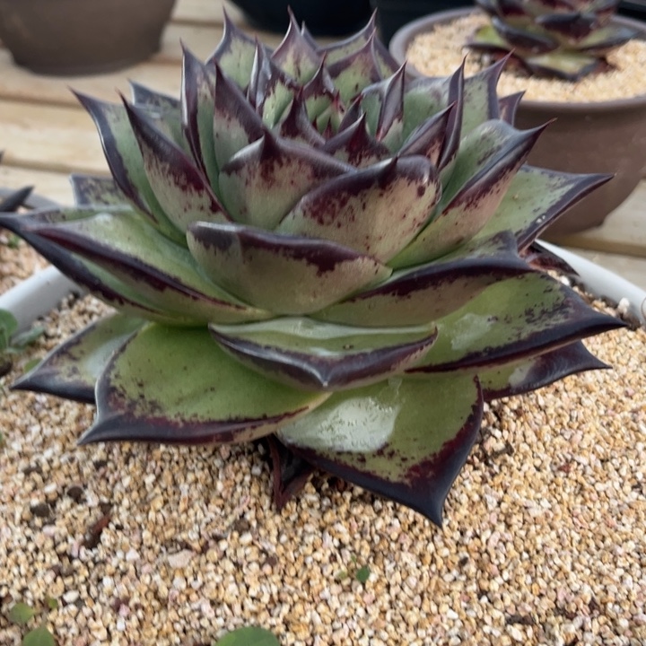 青皮大宽叶母本11111