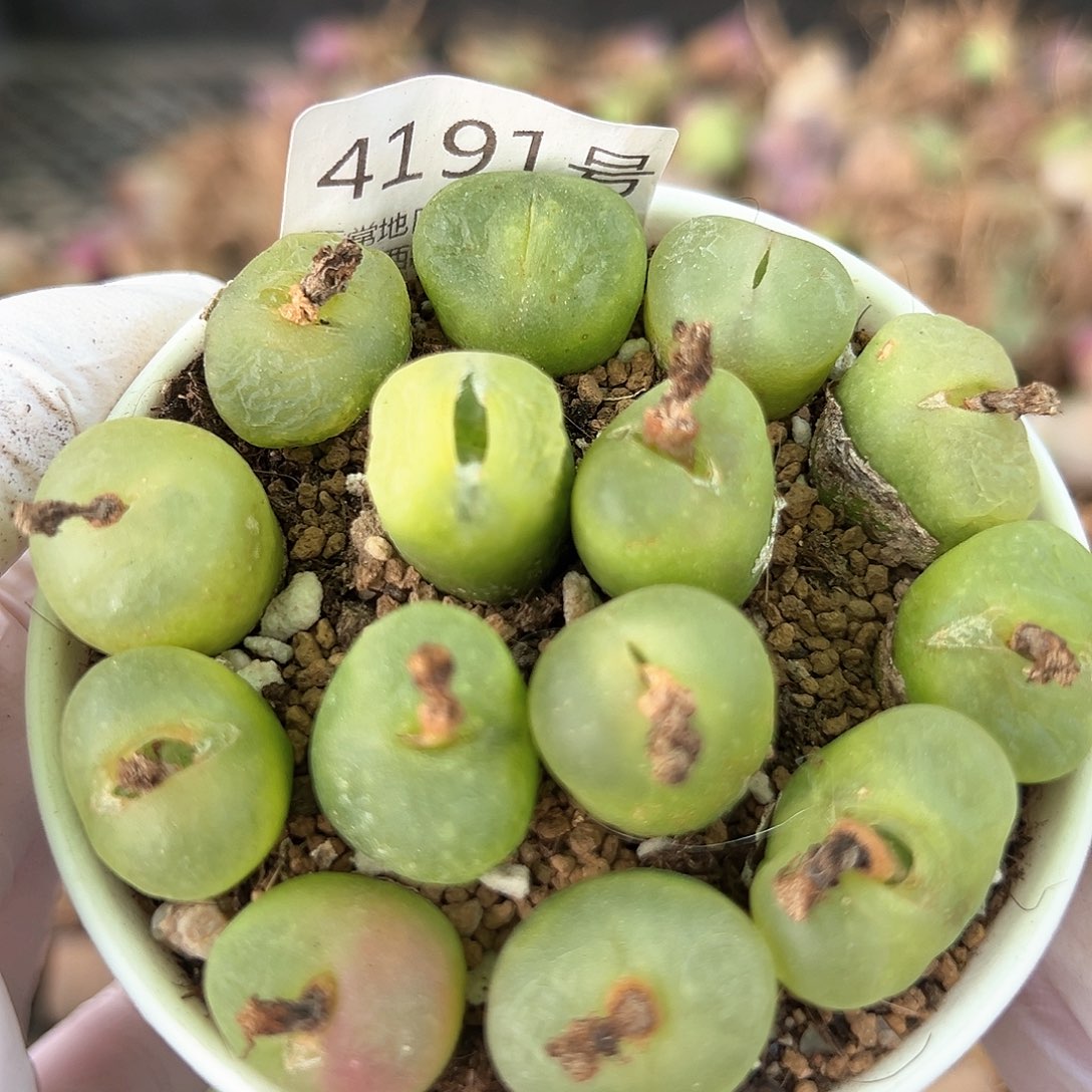 好养易活生石花大母本4191