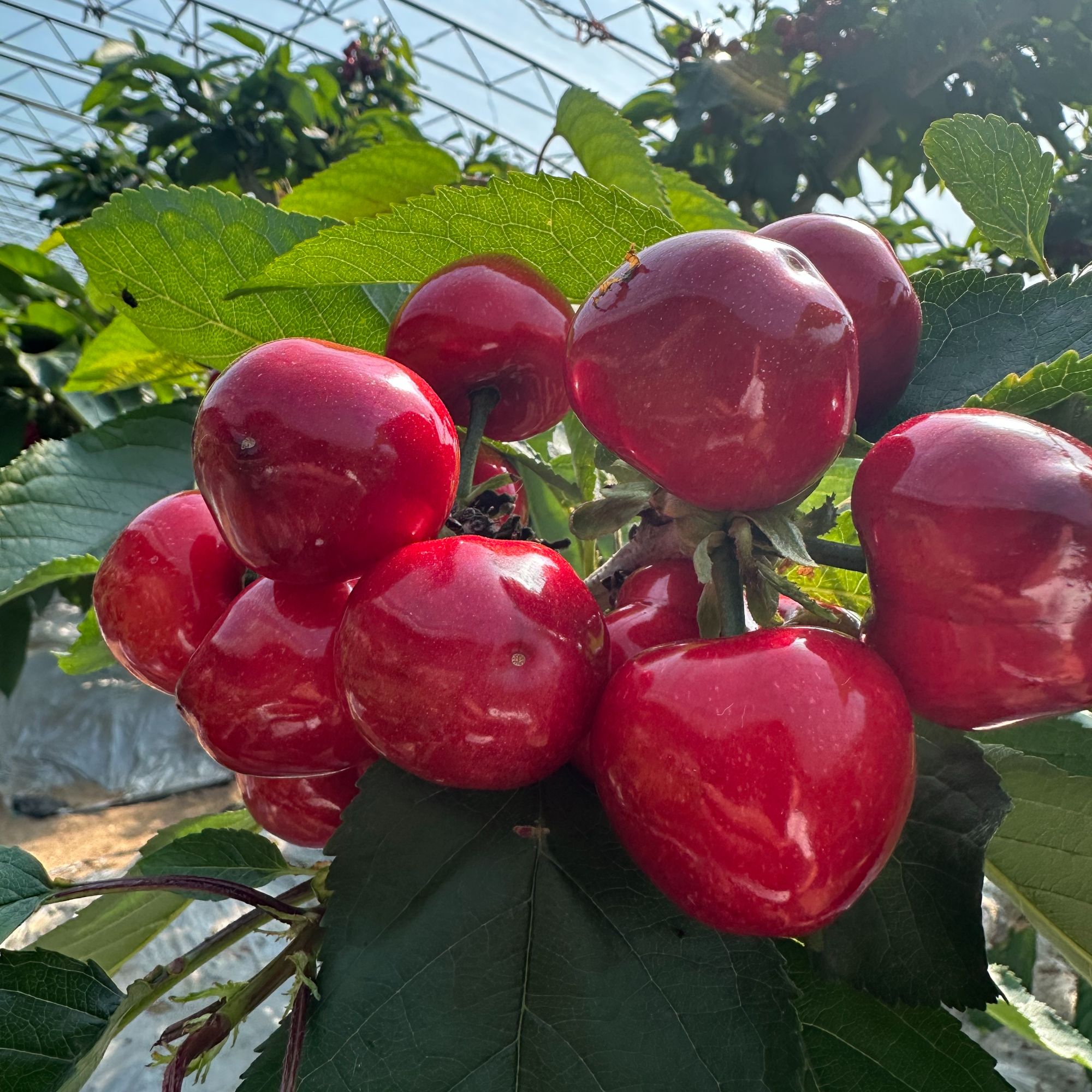 【五斤特大果】大连陆地樱桃2J新鲜采摘 皮薄肉厚 酸甜爆汁新鲜水果红灯樱桃