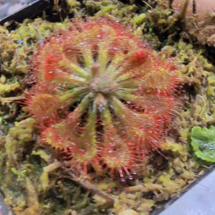 费洛里王炸一颗福利