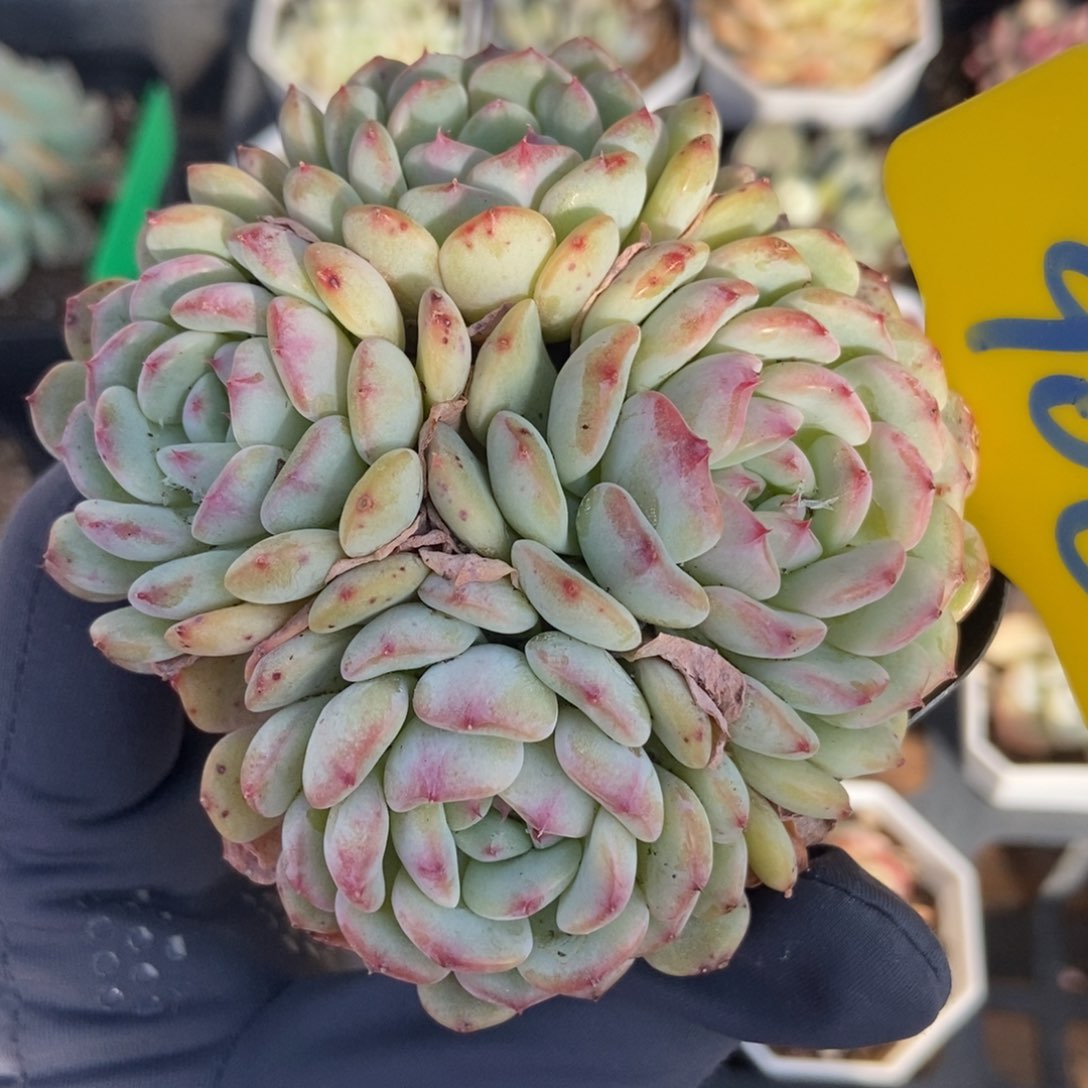 906白胖子多肉植物保护