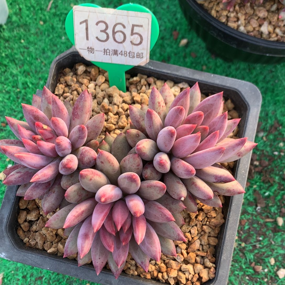 羽毛纹虞美人开播福利