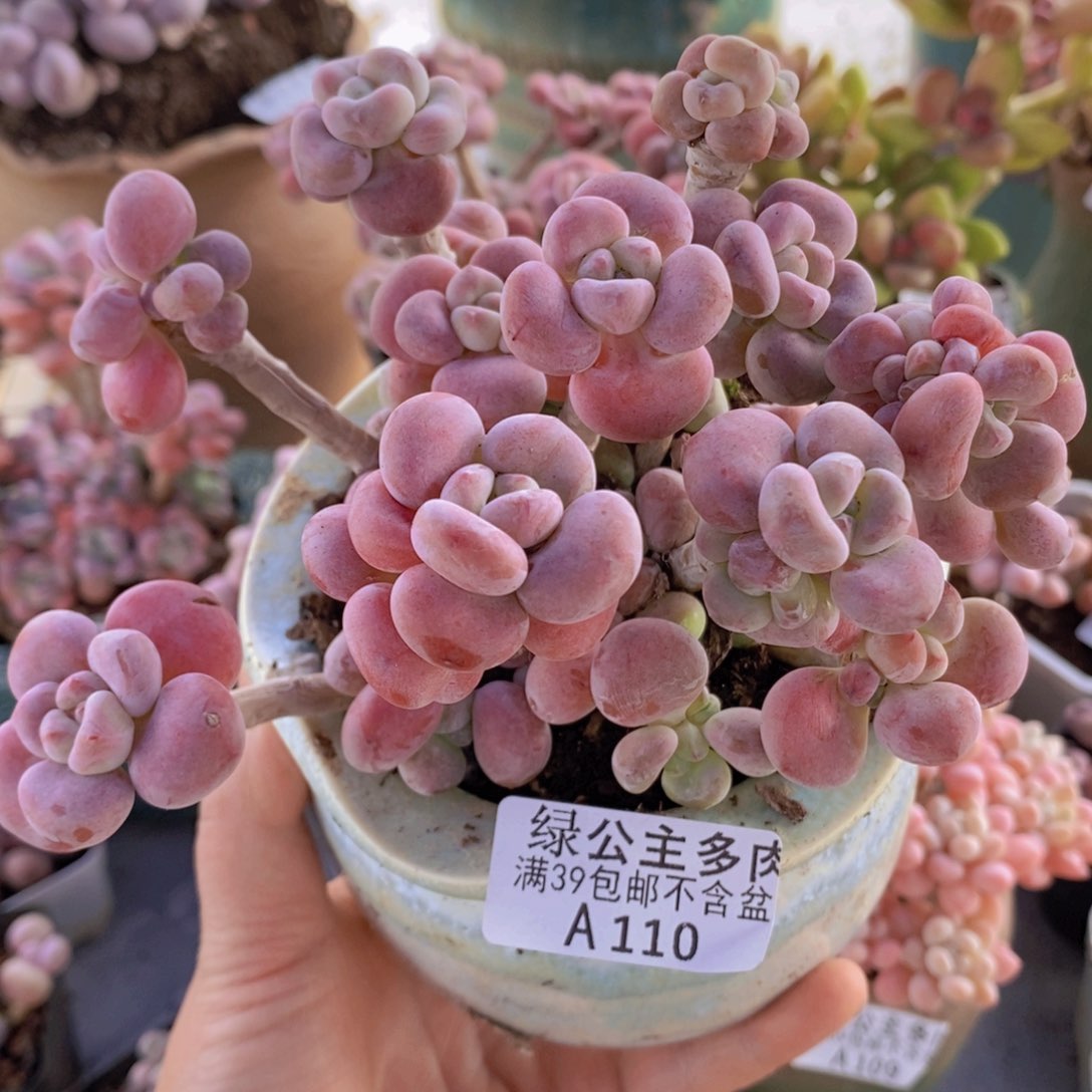 腰子洛神12cm110多肉植物