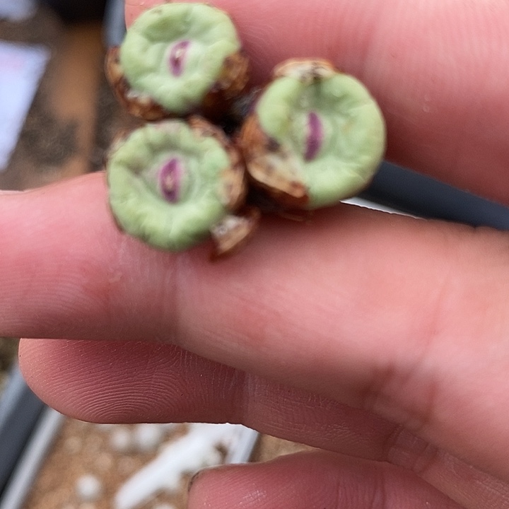 2558小红嘴一群。         