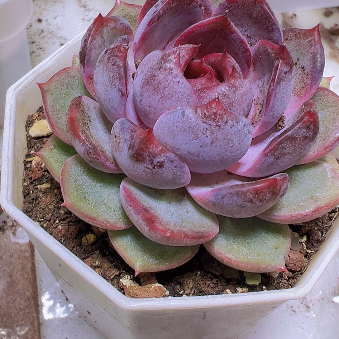 精品蓝莓19包邮多肉植物