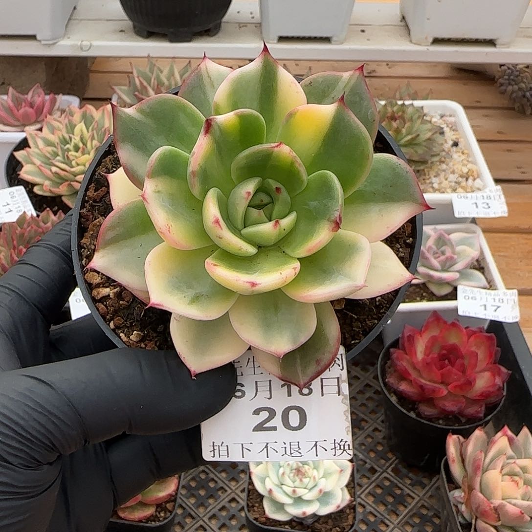 0618-20弗拉明戈锦