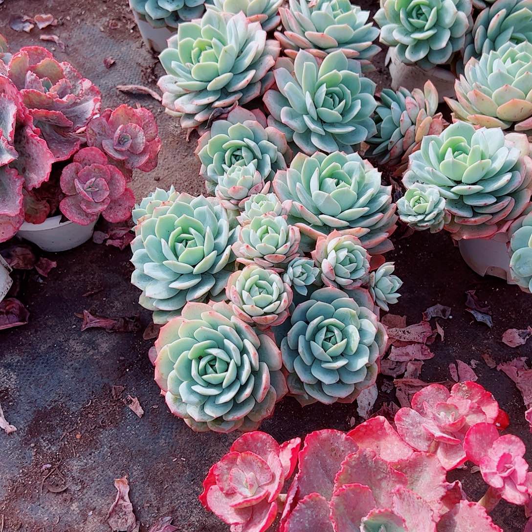 果冻恋曲多头群生老桩