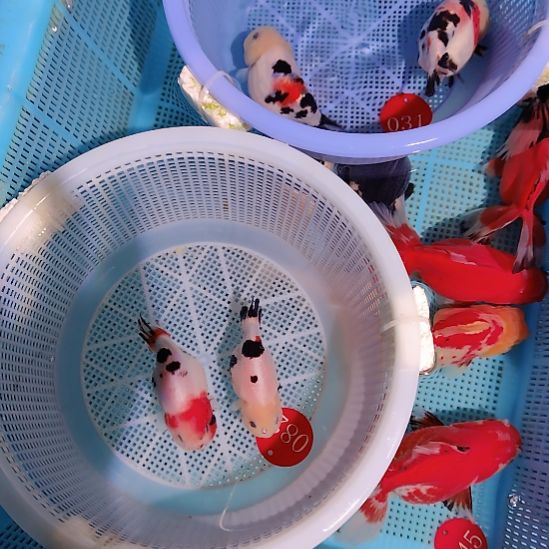 龙***跃金鱼082兰寿两只特价顺丰包邮