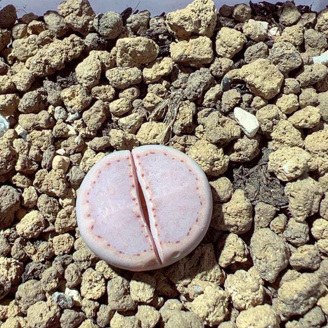 椿****1217-583多肉多肉171