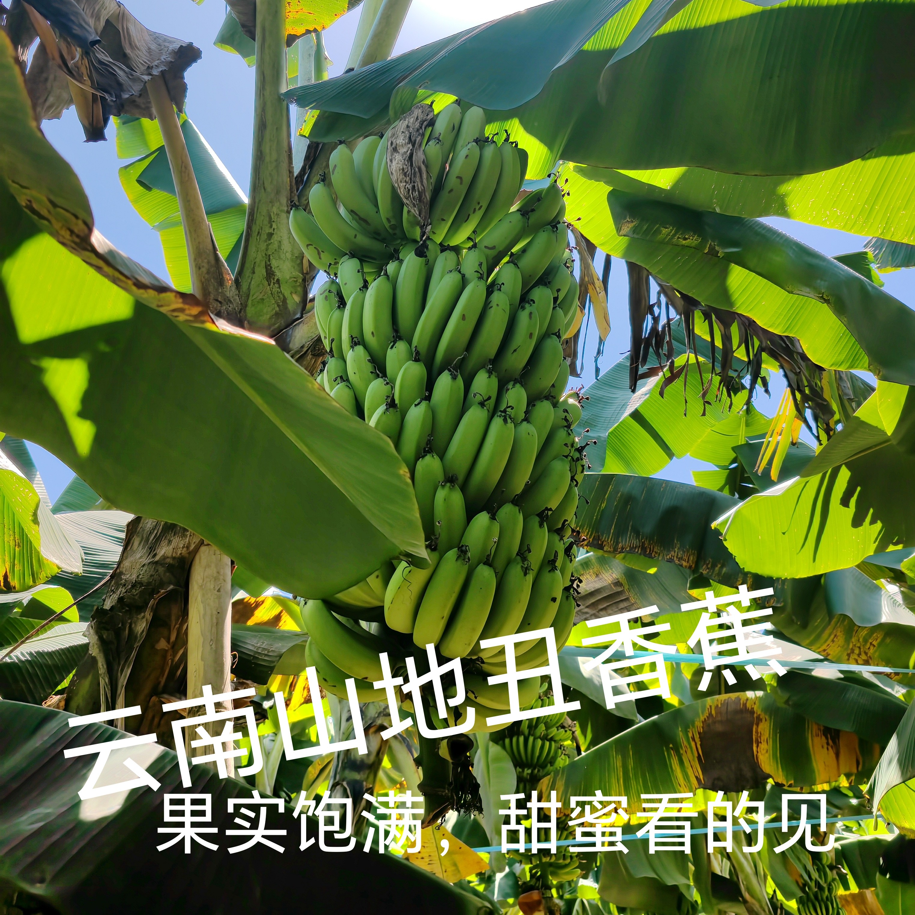 云南山地丑香蕉麻子香蕉当季新鲜水果现摘现发无催熟剂保鲜剂
