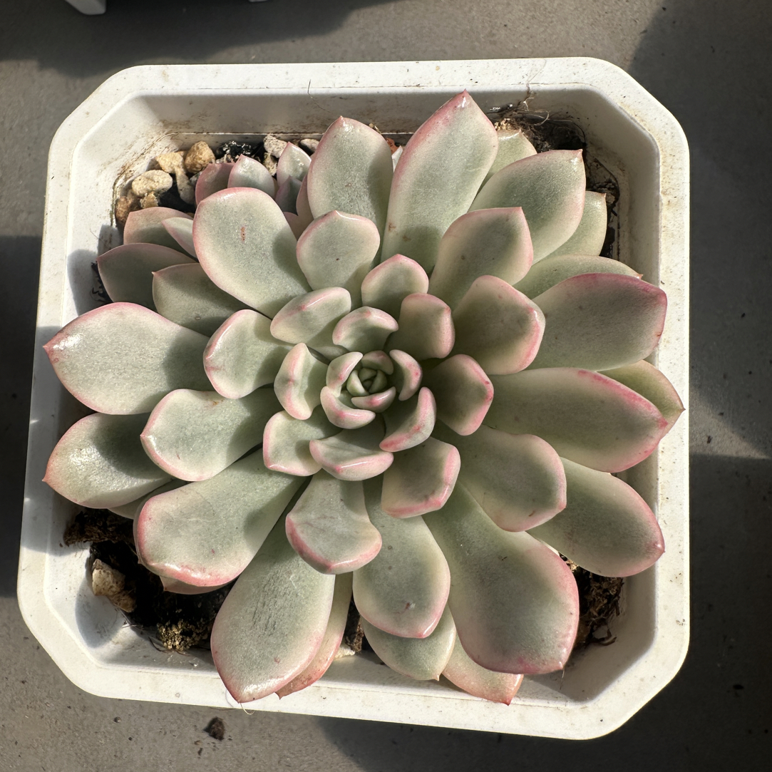 红宝石锦，多肉植物
