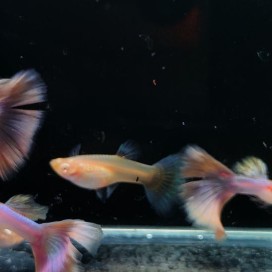 伴***孔雀鱼清缸紫白七条清缸彩虹粉尾五条
