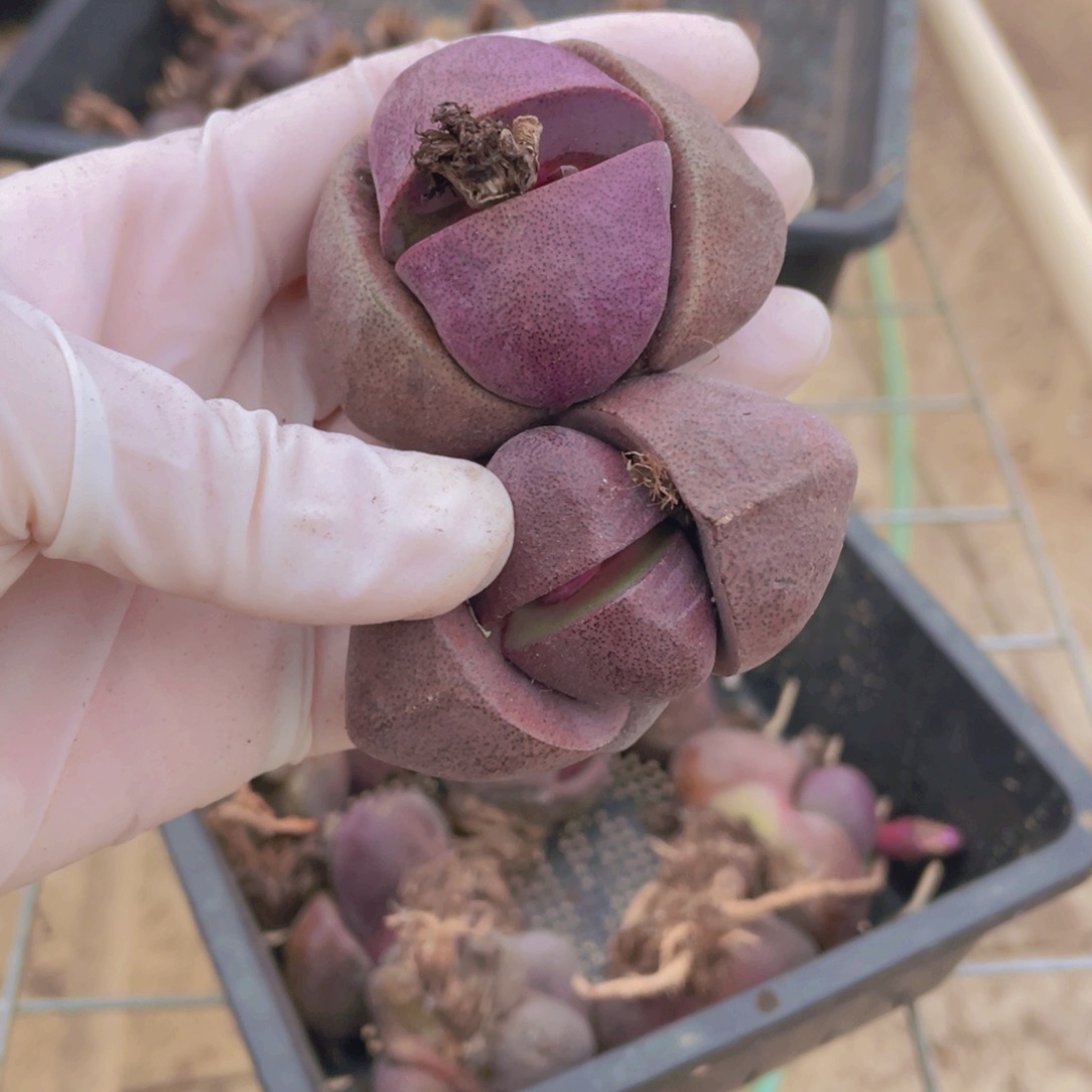 2颗紫元宝8888888888