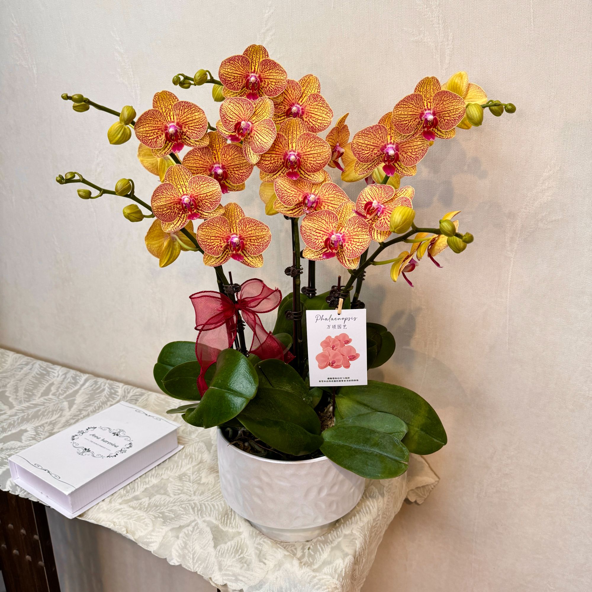 [黄金甲]精选蝴蝶兰 高端线条型金黄色 室内鲜花绿植基地直发