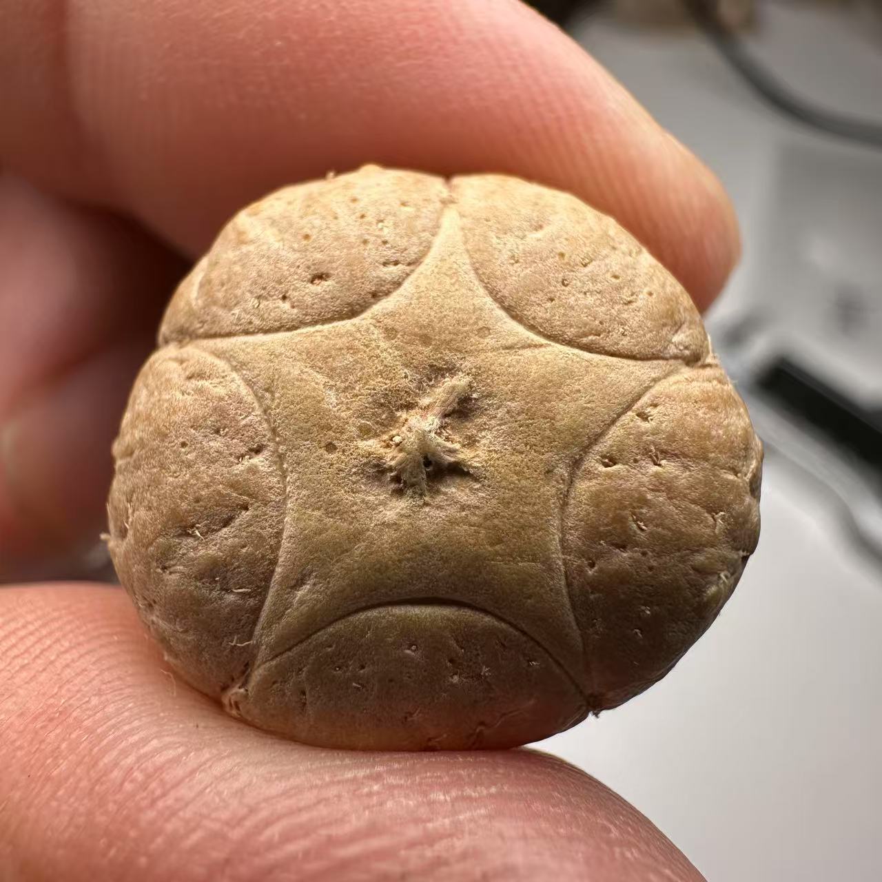 尼泊尔五星菩提，尺寸20，sss系列，货号59