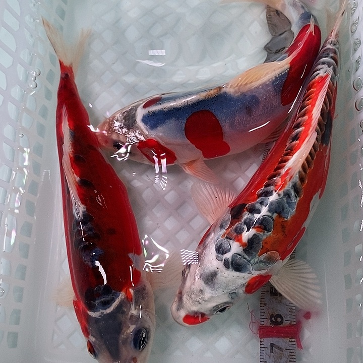 锦鲤冷水锦鲤包邮