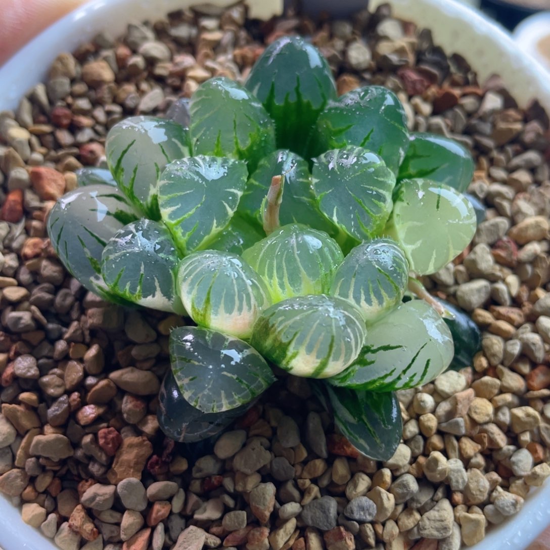 3.十二卷多肉紫肌玉露锦。     
