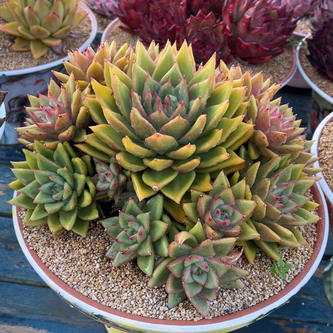 从前慢多肉精选编号0124.8888