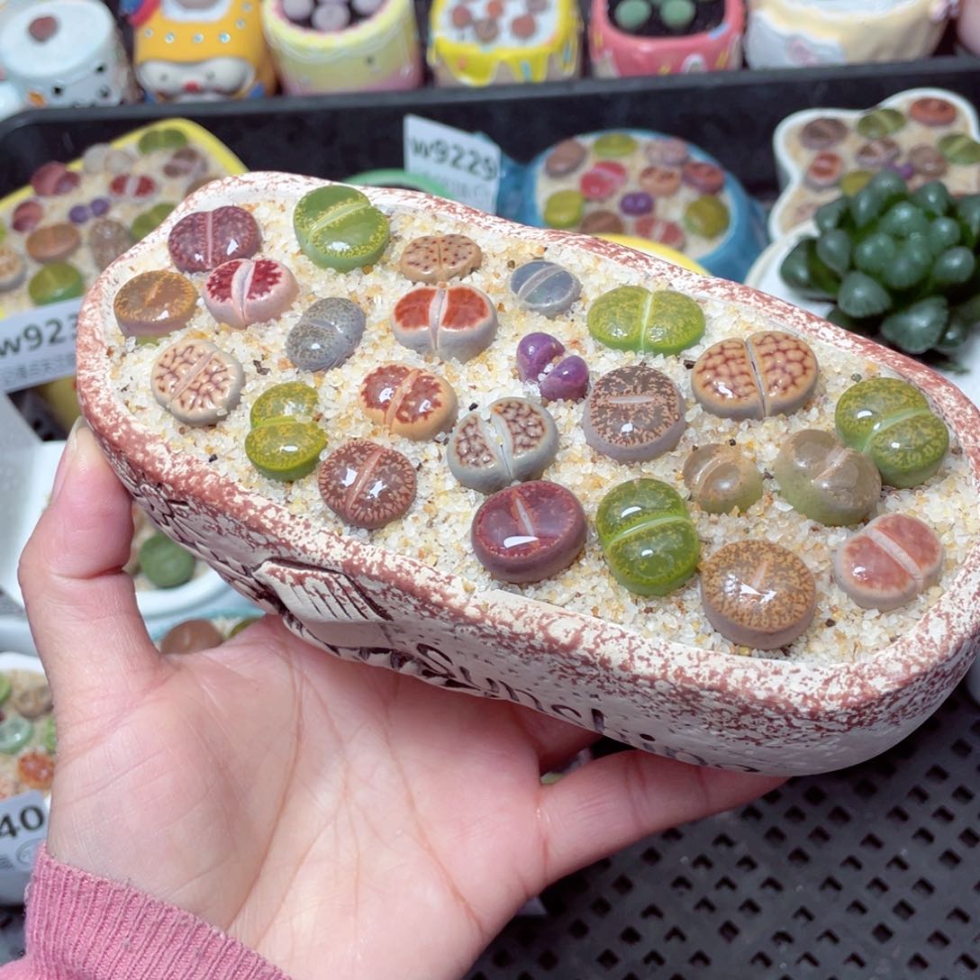 w9243 零下地区拍保温箱 -15支持寄养