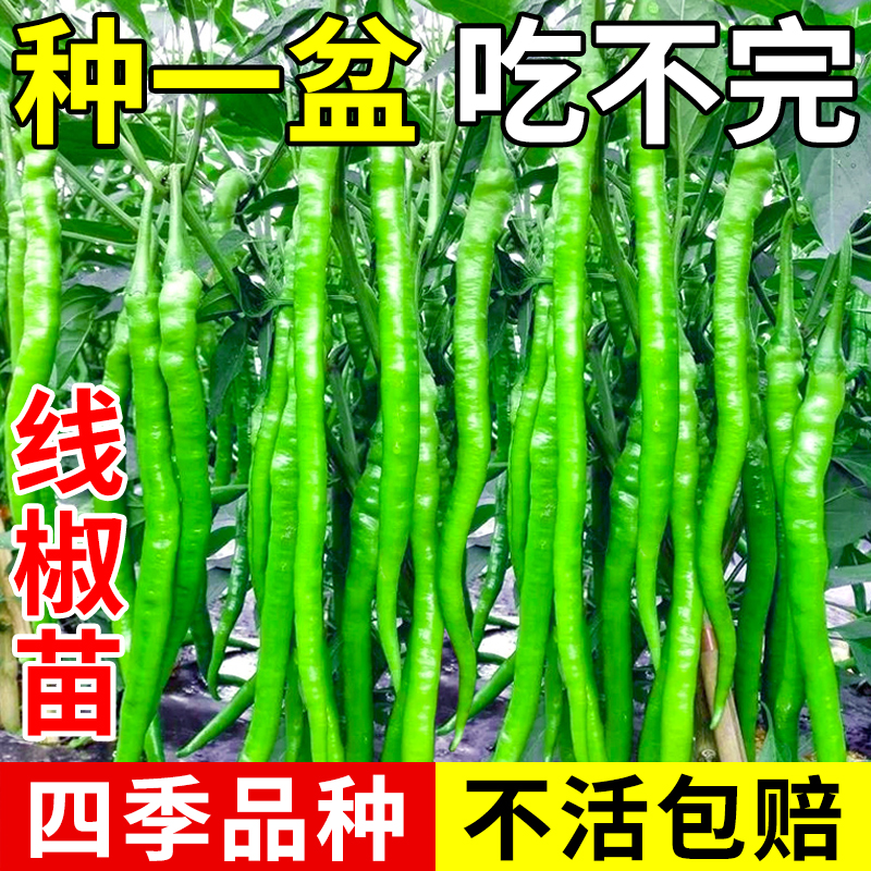 高产线椒辣椒苗尖椒二荆条南方北方秋季盆栽地栽蔬菜苗秧
