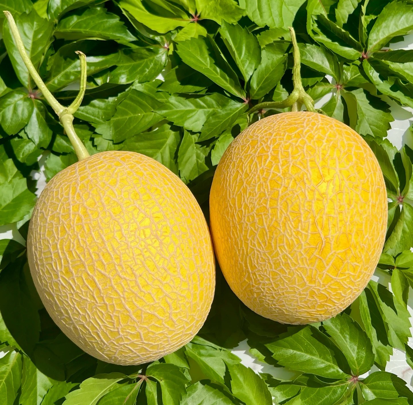 【顺丰】郭一瓶水果新疆哈密瓜至爱哈密瓜净重5.5-7斤