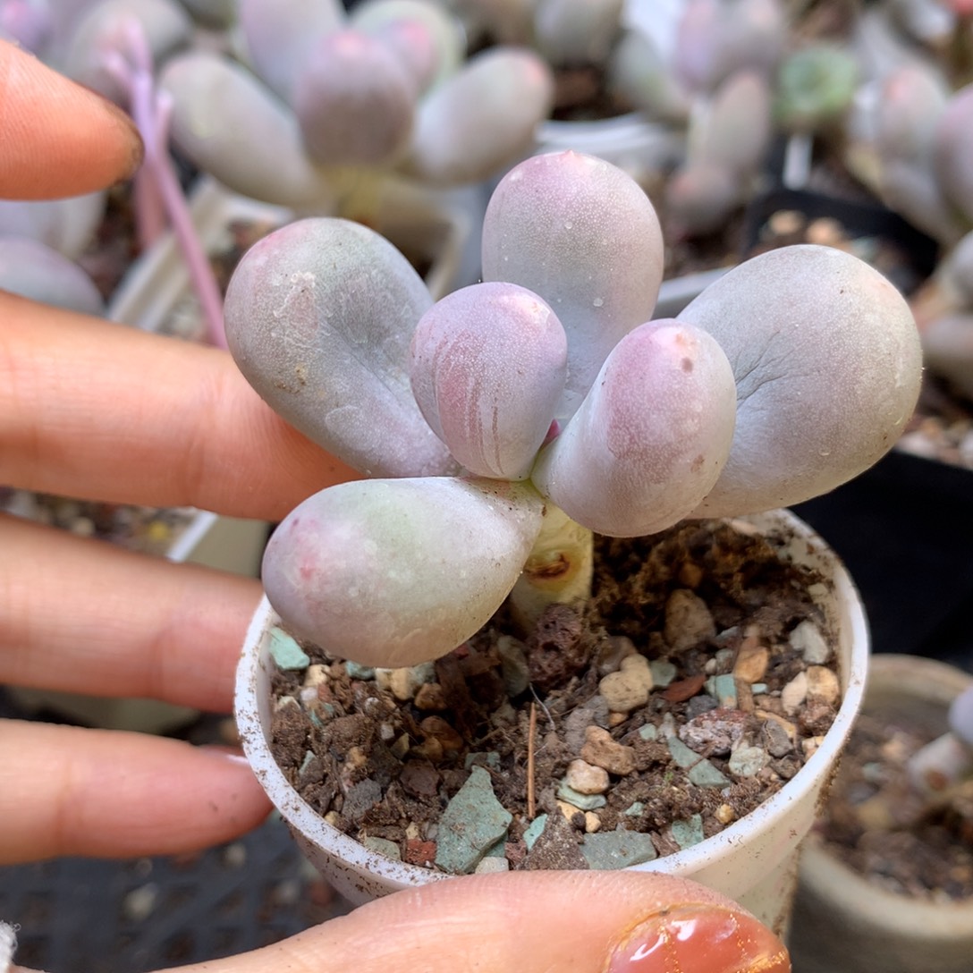 米可奶，不满28发一个叶片，到付