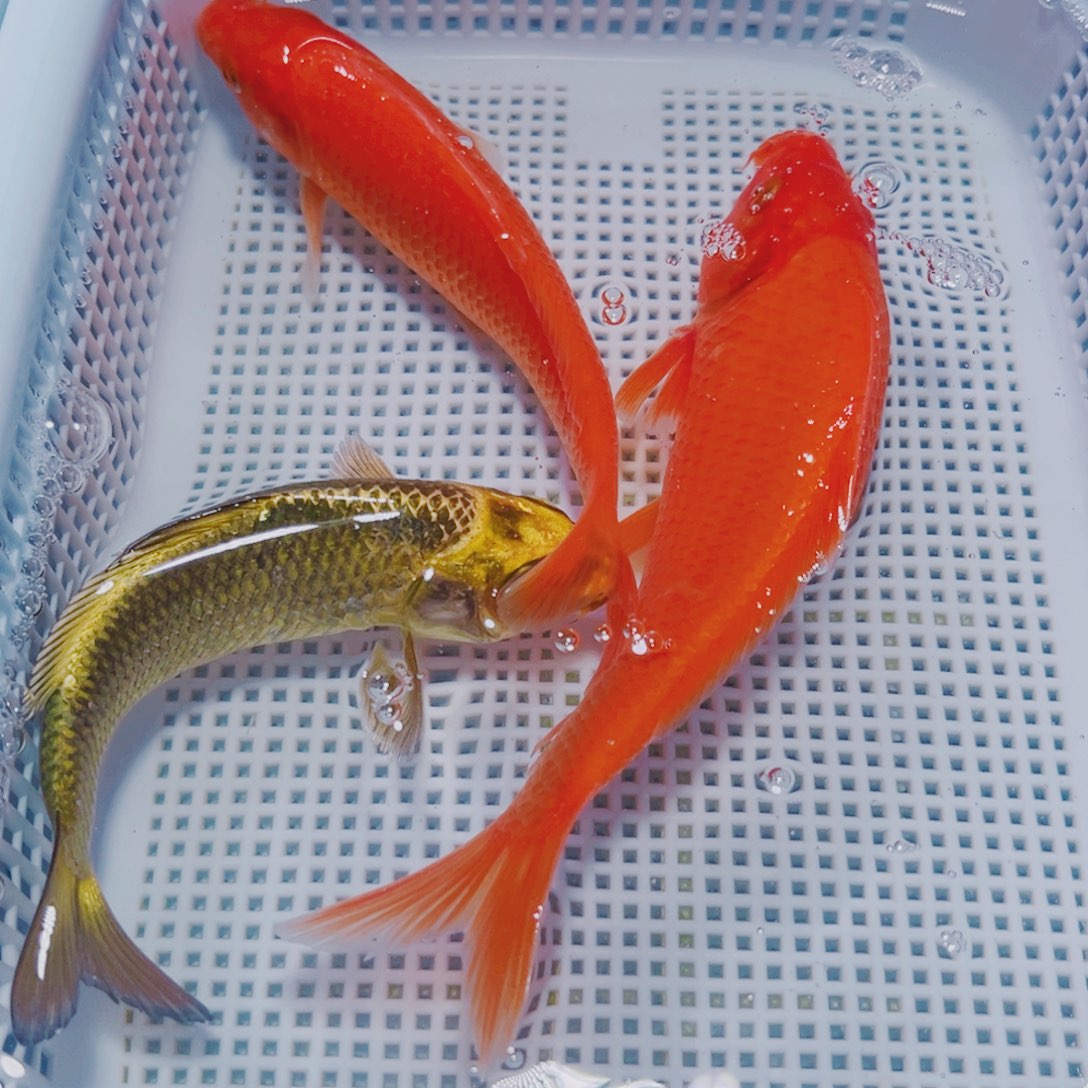 锦鲤锦鲤观赏鱼冷水12-15 2红介子1古