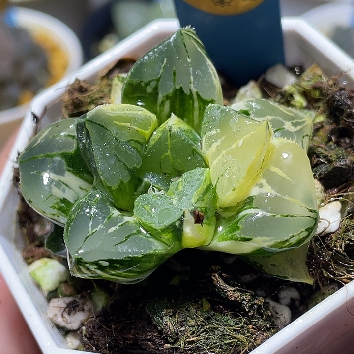 621莫迪卡锦特选福利