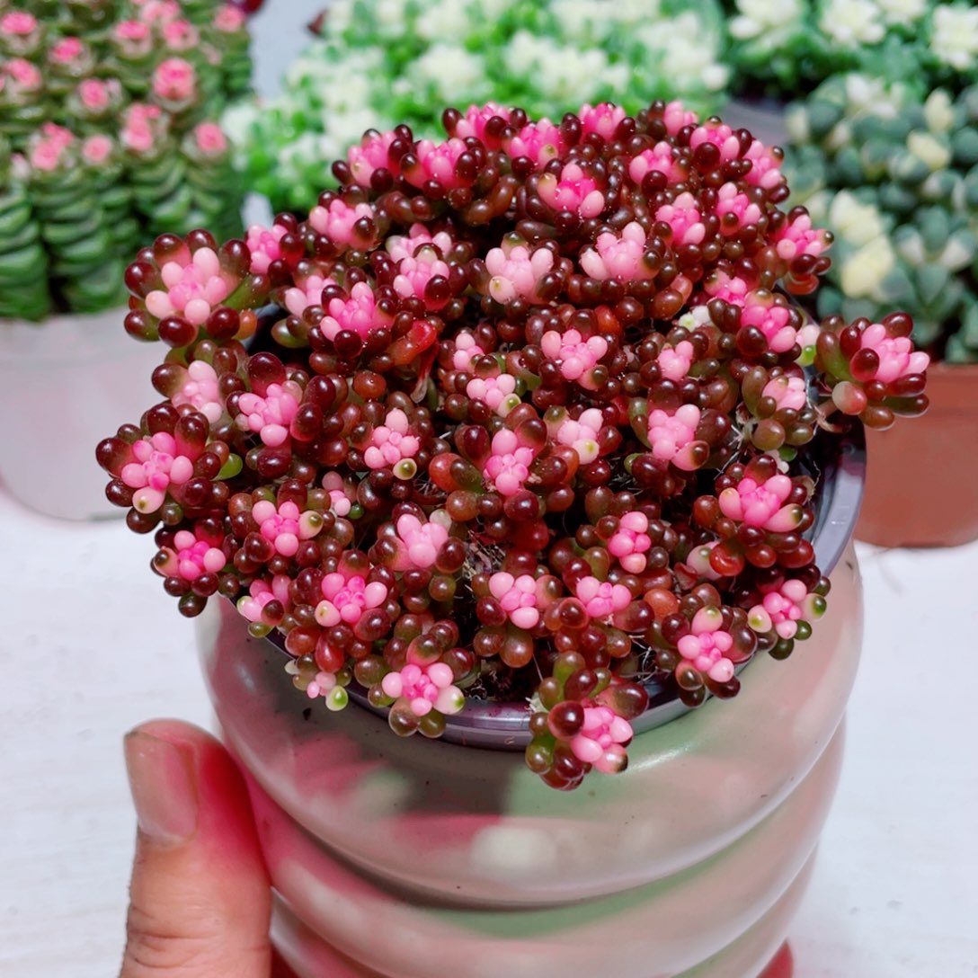 七彩龙珠凑单凑满9.9包邮