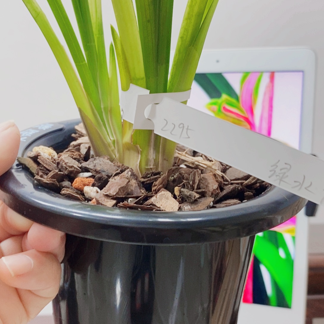 你***么当前无花栽培后可以开花