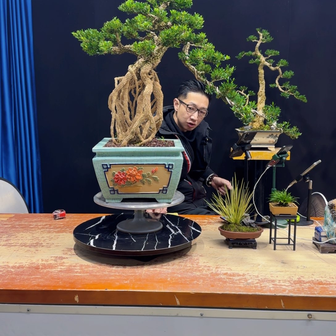 黄杨室内室外盆景艺术