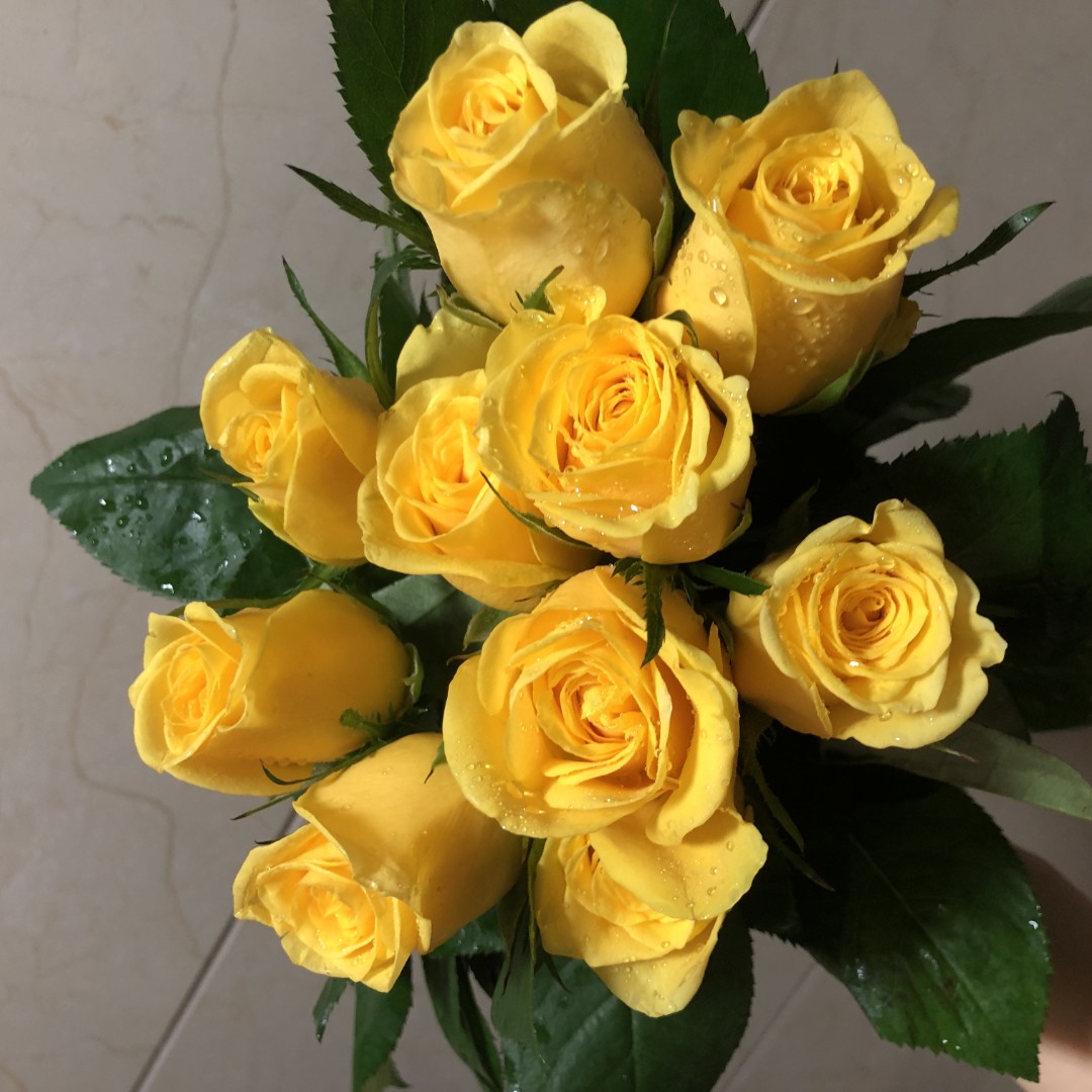 金镶玉 云南玫瑰花苗大花浓香四季开花月季老根花卉绿植盆栽植物