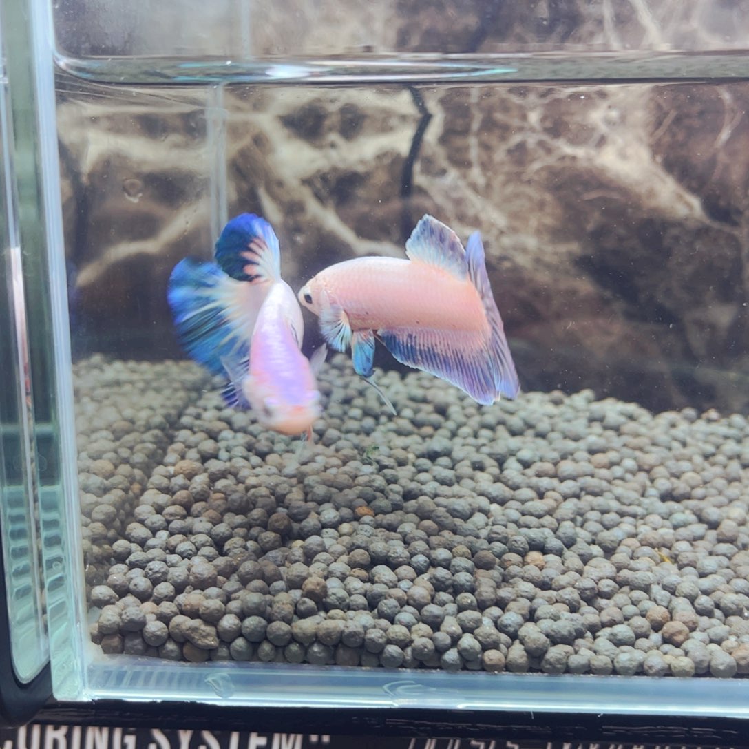 斗鱼和生生世世是不是被哥哥踩刹车