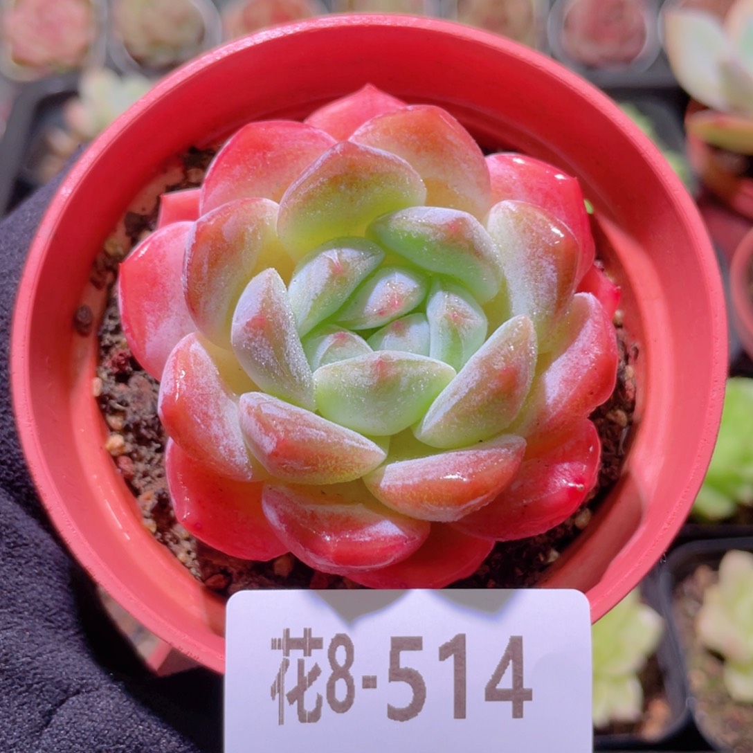 花利美8-514冰糖单头