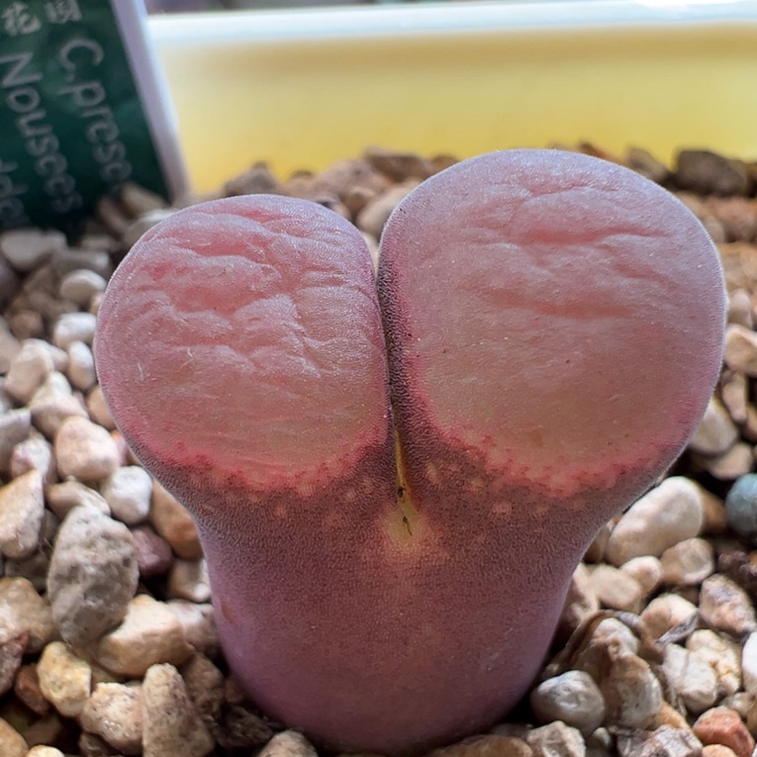 659。青蛙优选PNSP红翻窗