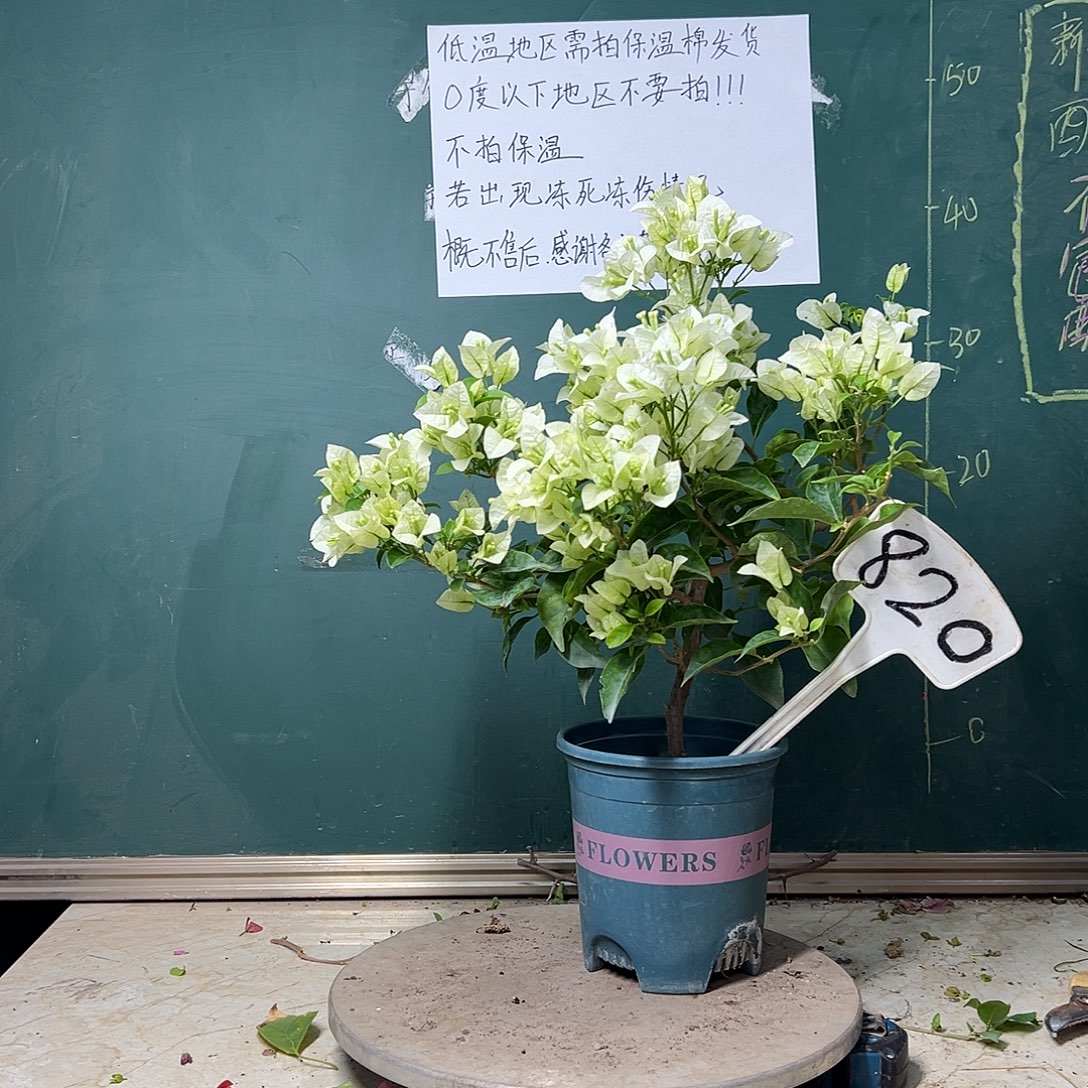 完全开放白雪公主820