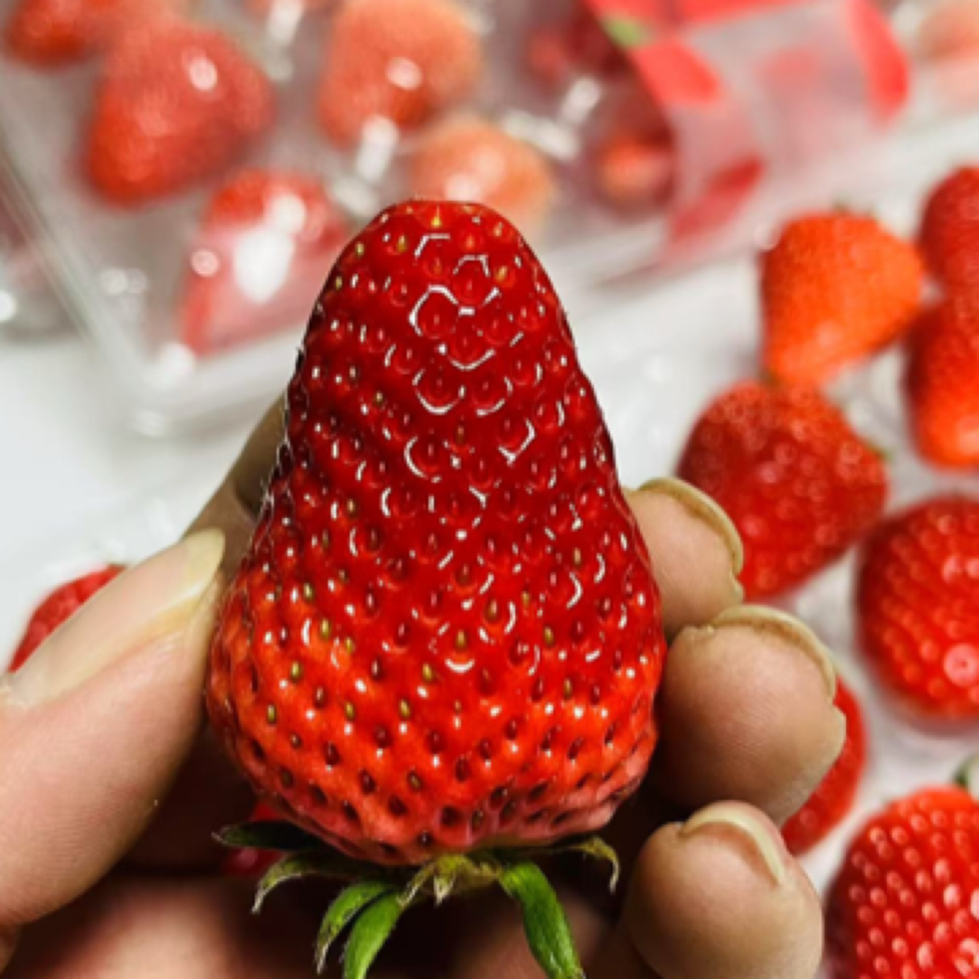 丹东99红颜草莓透明盒装500克99红颜中国大陆