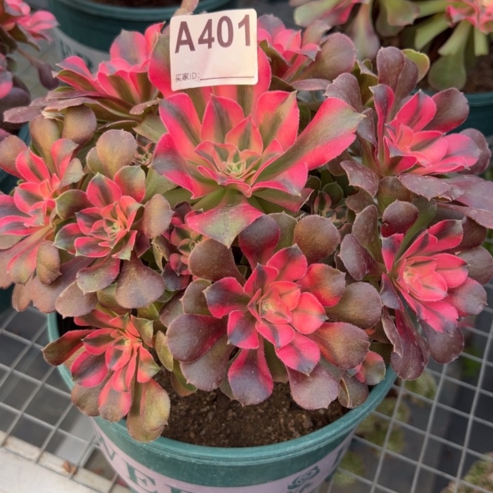 401香妃20厘米左右