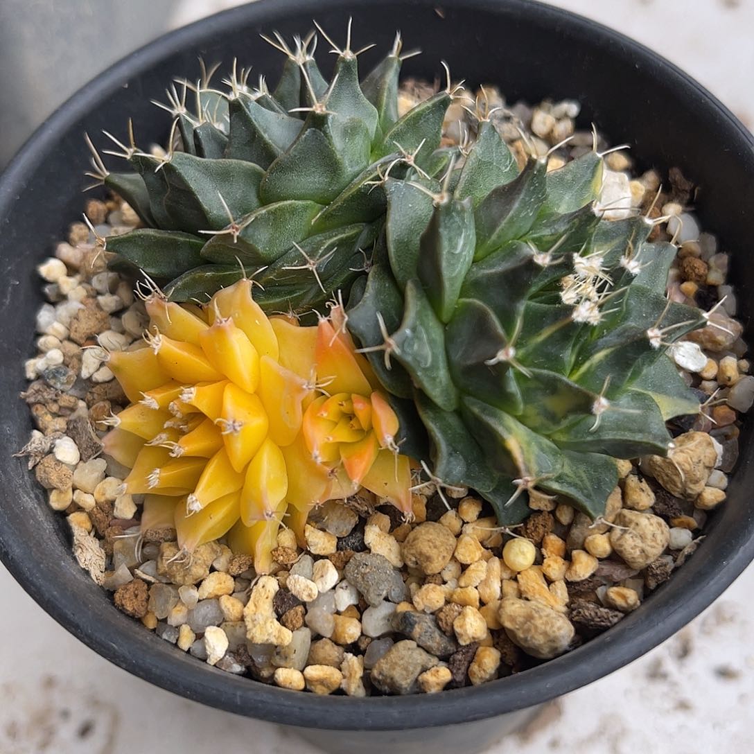 帝冠锦仙人球一物一拍