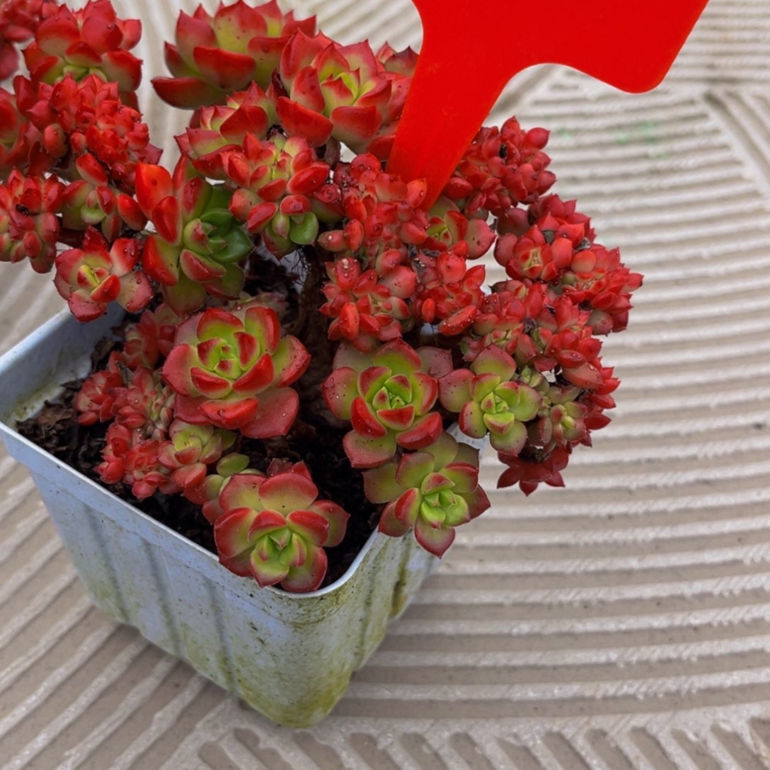 2410号上午多肉植物群生多肉